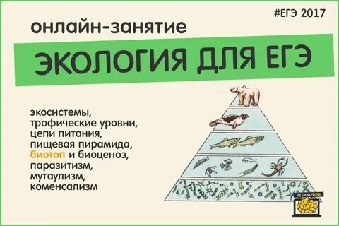 Экология биология теория