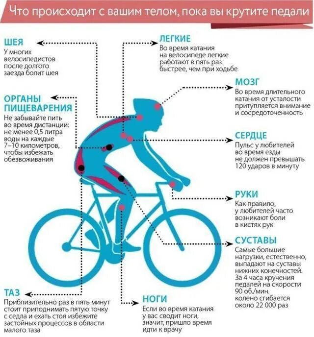 Можно ли кататься каждый день. Велосипед мышцы задействованы. Как работают мышцы при езде на велосипеде. Мышцы задействованные при велосипеде. Мышцы задействованные при катании на велосипеде.