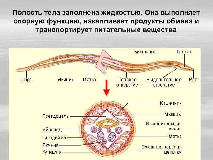 Круглые черви полость тела. Тип круглые черви полость тела. Первичная полость тела у круглых червей. Первичная полость тела круглого червя.