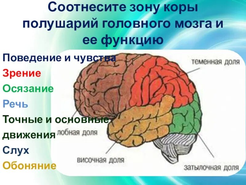 В теменной доле анализаторы. Рисунок доли полушария большого мозга. Строение больших полушарий головного мозга. 8 Класс. Доли коры больших полушарий головного МО. Доли коры больших полушарий рисунок.