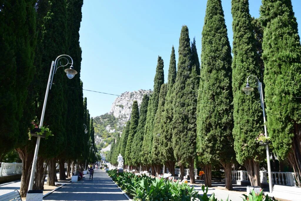 Кипарисовая аллея судак 2022. Судак крым кипарисовая аллея. Кипарисовая аллея судак. Кипарисовая аллея судак. Судак кипарисовпяаллея.