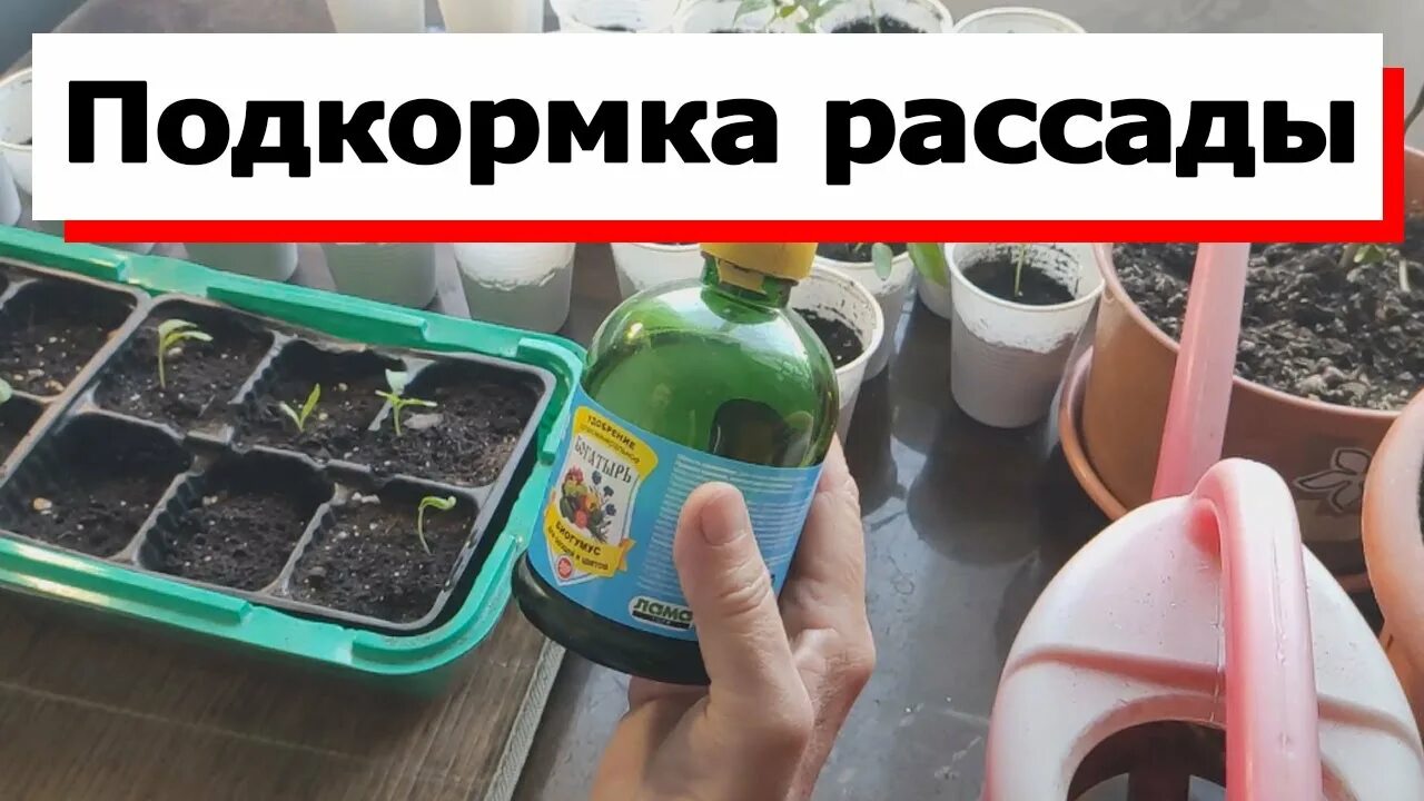 Можно ли поливать рассаду биогумусом. Гумус для рассады. Рассада удобрение для рассады. Алоэ подкормка для рассады. Каким удобрением подкормить рассаду.