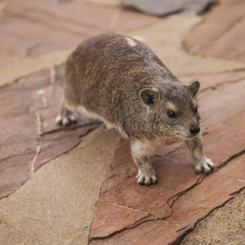 Ctenodactylus gundi. Ctenodactylus gundi. Гунди гребнепалый. Кистехвостый гунди. Даман юар.