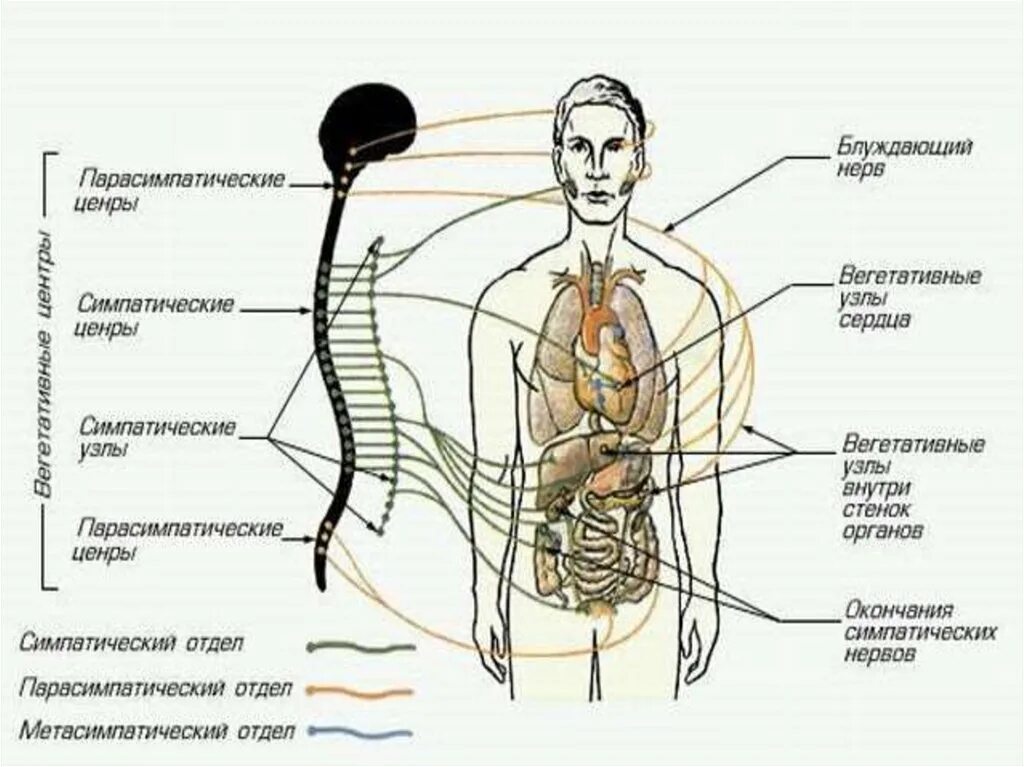 Нервная система вегетативная нервная система блуждающий нерв. Строение вегетативной нервной системы человека. Строение вегетативной системы. Строение ВНС.