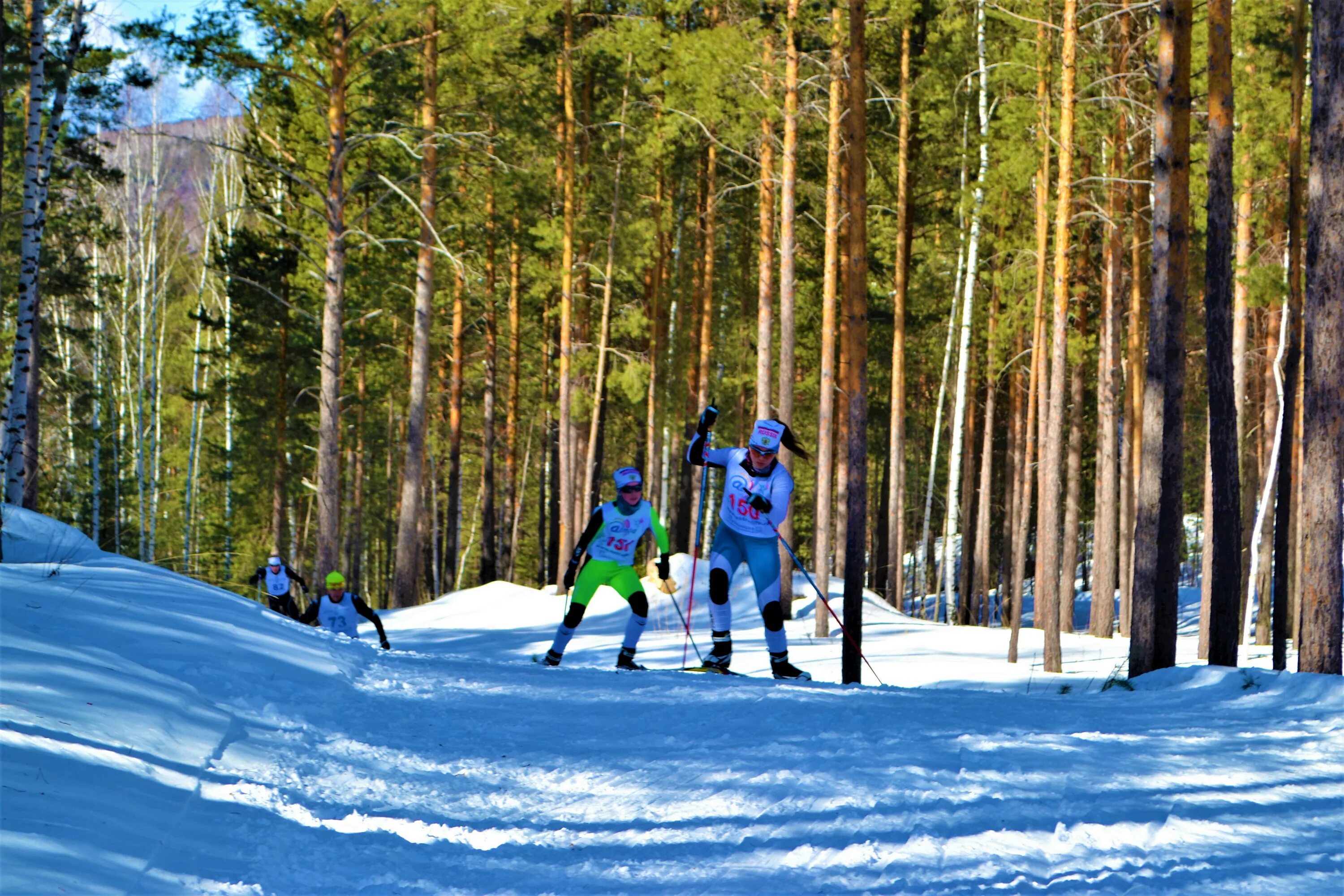 Белкино Ярославль лыжная трасса. Лыжня в лесу. На лыжах в лесу. На лыжах на Бору.