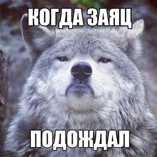 Волчара 4 выбор