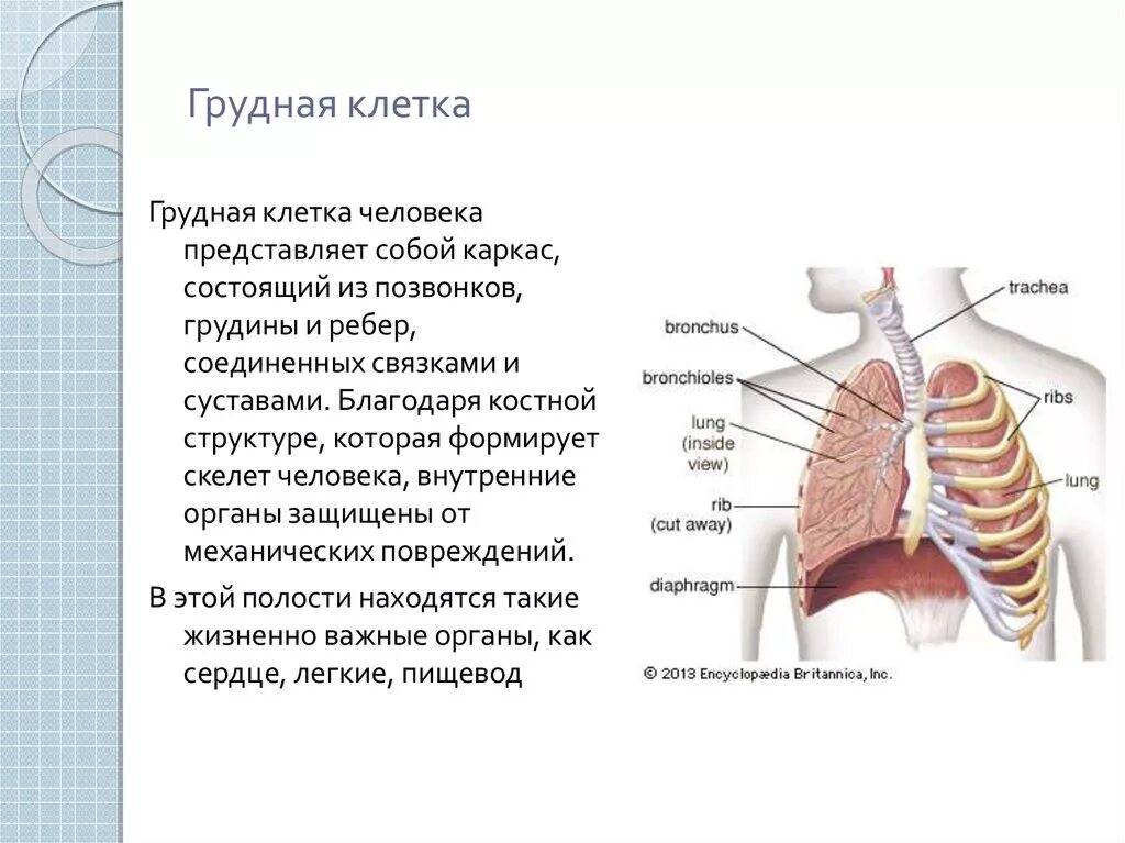 Анатомия грудной клетки внутренние органы. Строение грудной клетки человека анатомия с внутренними органами. Строение грудной клетки органы находящиеся в грудной клетке. Строение грудной клетки мужчины с внутренними органами.