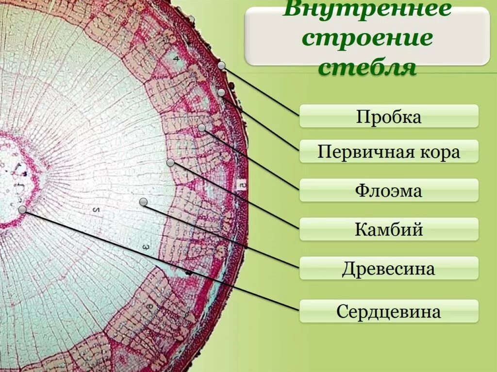 Срез кратко. Поперечный срез стебля микроскоп. Внутреннее строение стебля флоэма. Внутреннее строение стебля покрытосеменных растений. Поперечный срез стебля Ксилема.