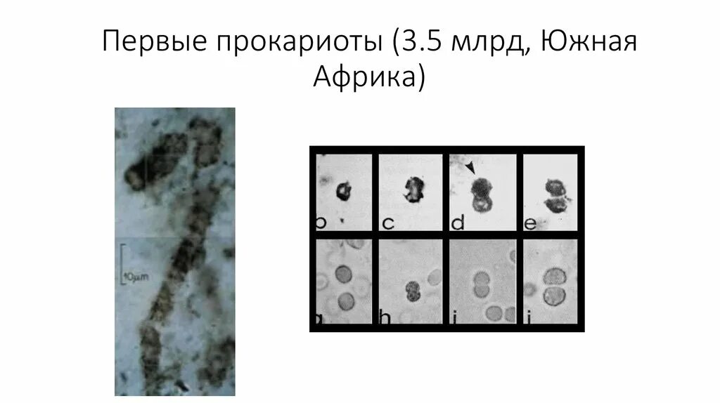 Древнейшие прокариоты