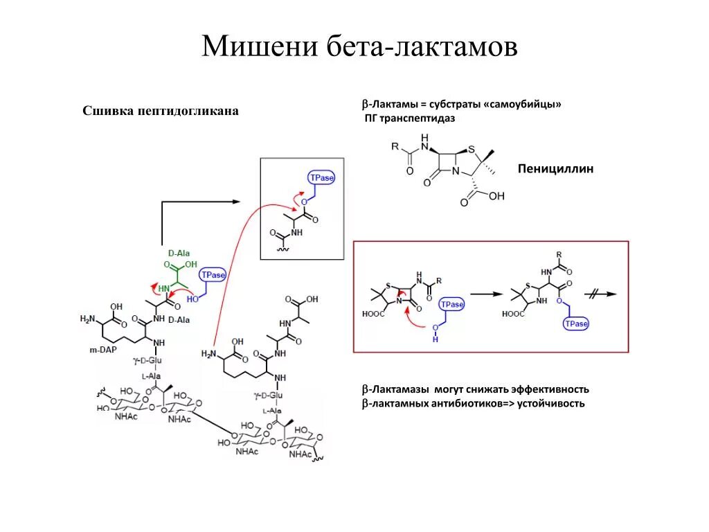 Синтез пенициллина. Механизм бета лактамных антибиотиков. Механизм действия бета лактамных антибиотиков схема. Механизм действия бета лактамных антибактериальных препаратов. Механизм Биосинтез в-лактамных антибиотиков.