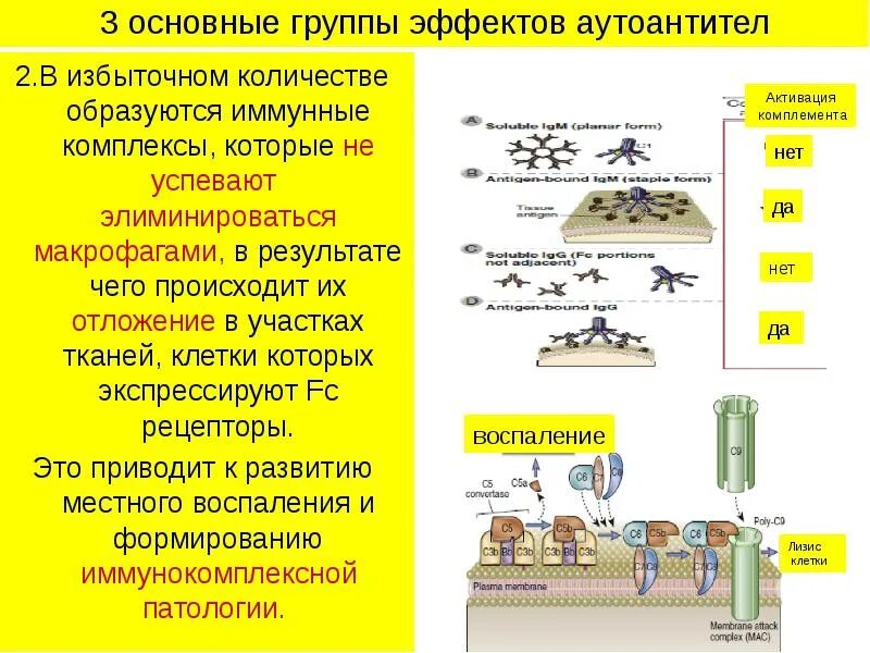 Основные группы эффектов. Эффект группы в экологии. Иммунные комплексы сколько образуются. Иммунный комплекс. Групповой эффект в экологии.