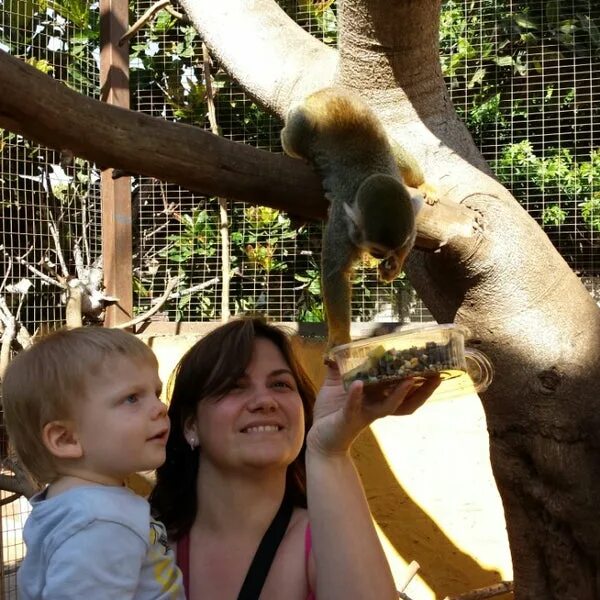Манка парк. Monkey парк. парк обезьян марьино. биг манки парк марьино. монкей парк в москве.