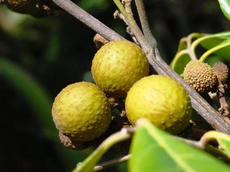 Мари лонган шейх жестокая сказка. Лонган. dimocarpus longan. лонган глаз дракона. лонган дерево.