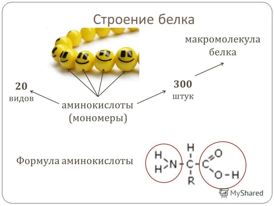 Входит в мономеры белка. Макромолекула белка. Белки строение мономера.