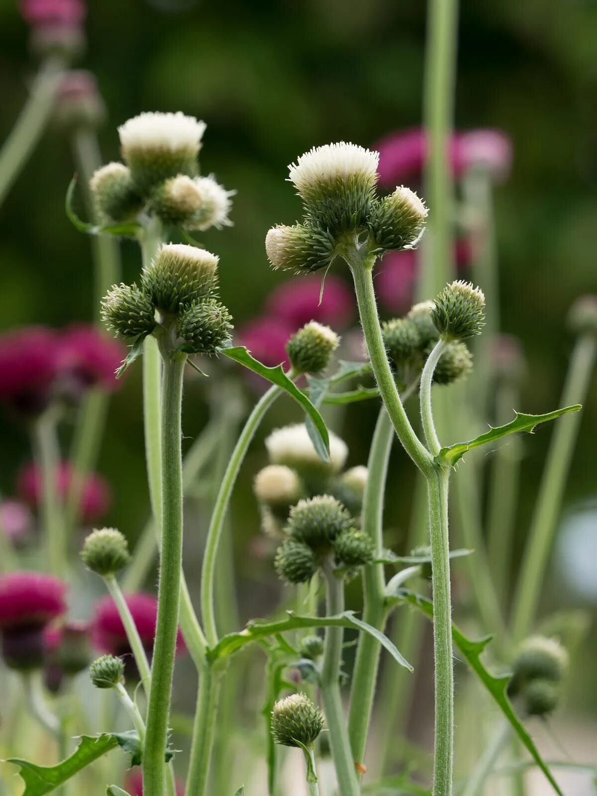 Бодяк венгерский. Cirsium rivulare 'Atropurpureum'. Бодяк ручейный Atropurpureum. Бодяк ручейный Frosted Magic.