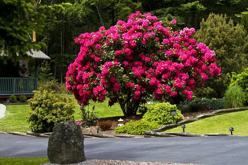 Роза дендрон дерево. Рододендрон кустовой. Азалия рододендрон древовидная. Роза дендрон дерево. Больше цветущие кусты.