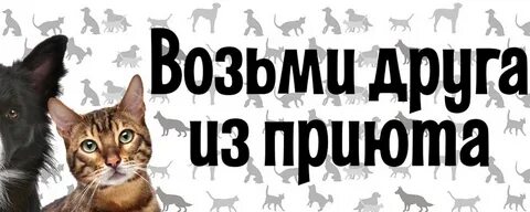 Приют право на жизнь кострома