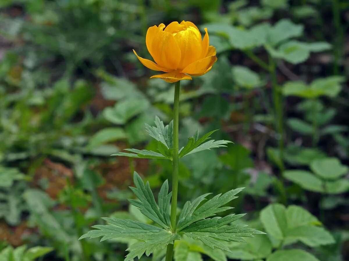 Купальница азиатская Trollius asiaticus. Купальница лютиковая. Купальница европейская. Trollius yunnanensis.