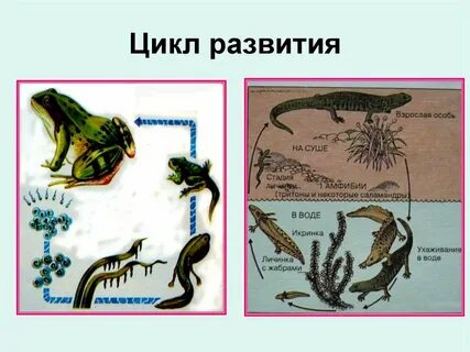 Тритон обыкновенный прямое или непрямое развитие
