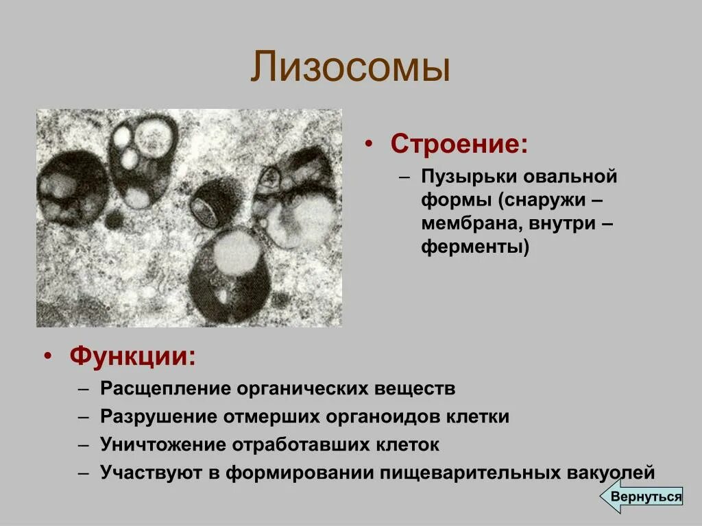 В образовании лизосом клетки участвуют. Строение и состав лизосом. Строение лизосомы клетки. Лизосомы строение и функции. Строение лизосомы строение.