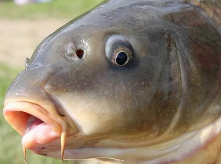 Европейский карп. Сазан эвриоксибионт. Каспийский карп. Карп морда. Рыба с ушами.