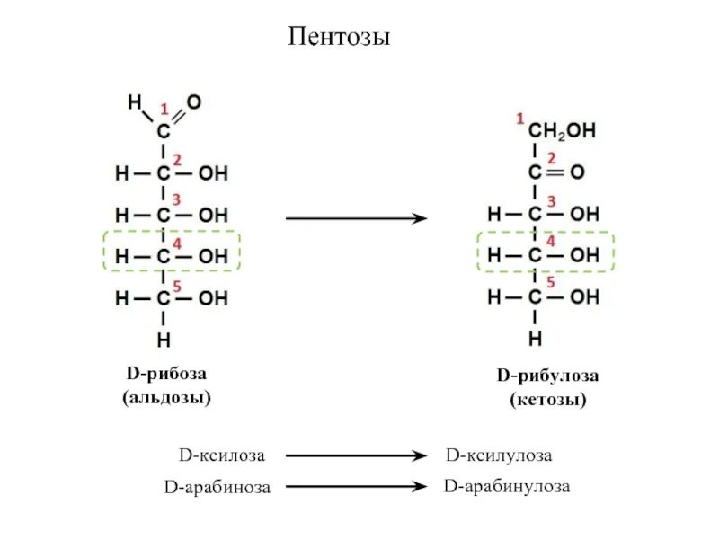 Гидрирование фруктозы. Рибулоза это альдоза. Пентозы: рибоза ксилоза арабиноза. Реакция восстановления д рибозы. Рибоза альдоза.