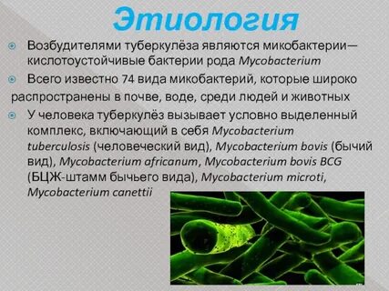 Микобактерии туберкулеза относятся