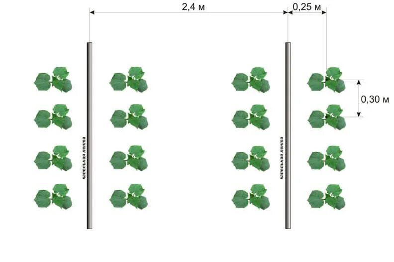 Схема посадки огурцов в теплице 3х4. Схема посадки рассады огурцов в теплице. Схема посадки рассады огурцов в теплице из поликарбоната. Схема высадки огурцов в теплицу. Схема посадки огурцов в теплице 3 х8.