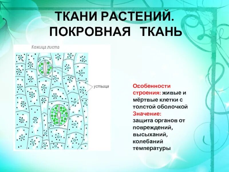 Клетки покровной ткани растений. Функции покровной ткани листа. строение покровной ткани растений. покровная ткань растительной клетки. клетки покровной ткани листа.