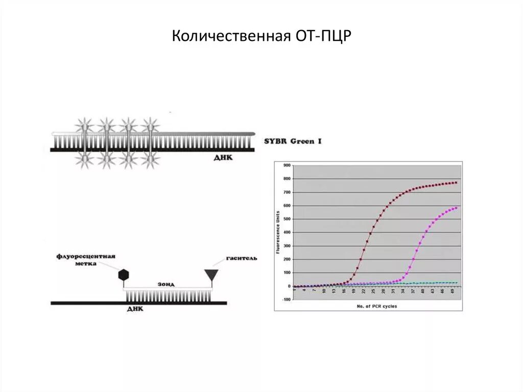 Тест реального времени. Real-time ПЦР. Принцип метода.. График Реал тайм ПЦР. Метод количественной флуоресцентной ПЦР. ПЦР real time.