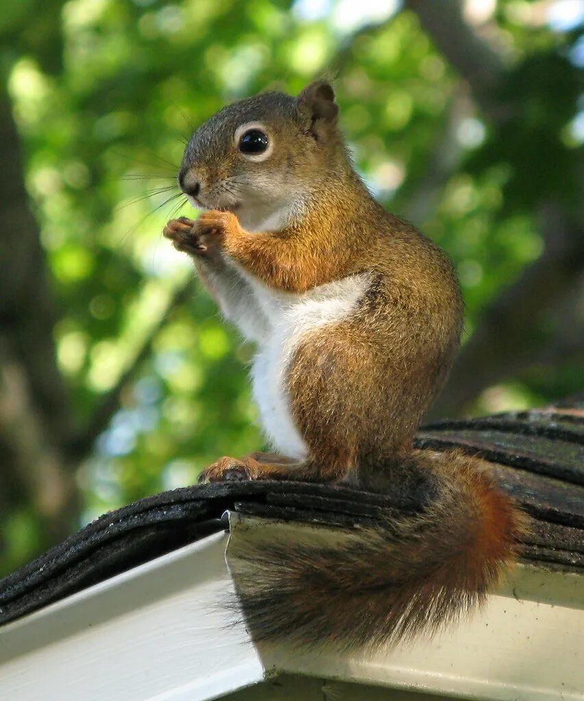 Белка 5 сборка. Squirrel Rosenthal. Squirrel dd32. Canadian domestic Squirrel. Squirrel Watson d.j.