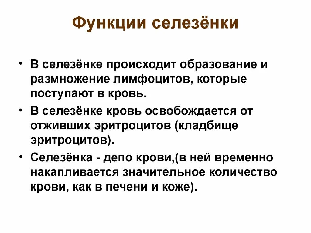 Процесс селезенки. Основные физиологические функции селезенки:. Селезенка функции в организме человека. Функции селезёнки у человека. Опишите функции селезенки.