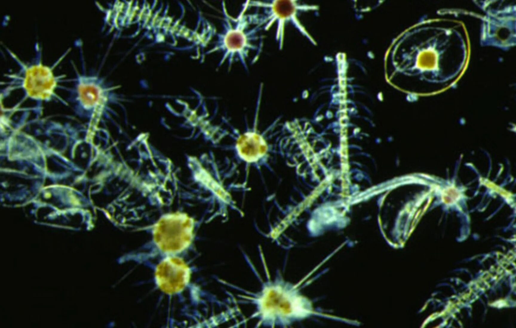 Кокколитрофы фитопланктон. Фитопланктон это продуцент. Фитопланктон определитель. Бактериопланктон.