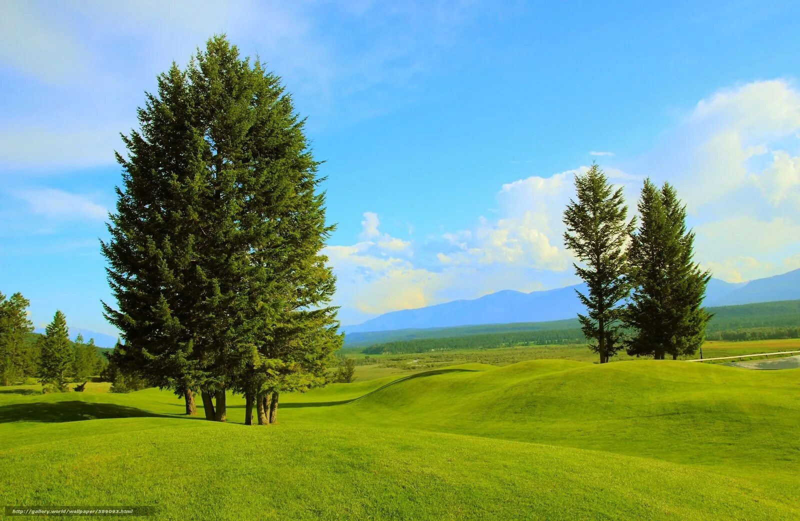 Одинокое дерево. Дерево на переднем плане. Деревья вдали. Дерево на переднем плане. Дерево на переднем плане.