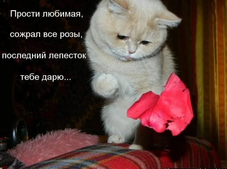 Мне нужен ответ пожалуйста
