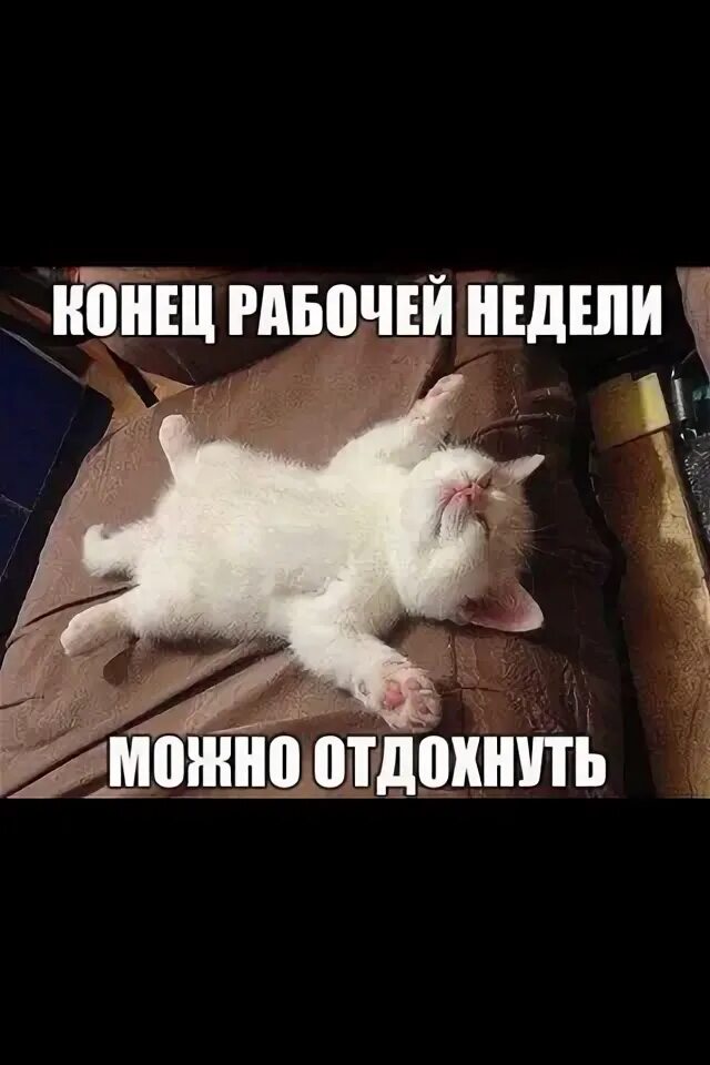 Котик просит ласку. Ласка юмор. Хочется тепла и ласки цитаты. Котик просит ласку. Котенок просит погладить.