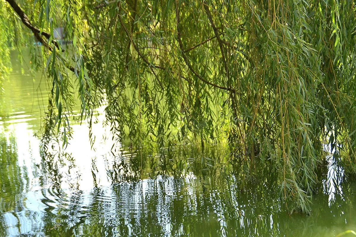 Багряной веткой ивы. Плакучая Ива. Ива плакучая Кореновск. Плакучая Ива дерево. Ива Ракита над рекой.