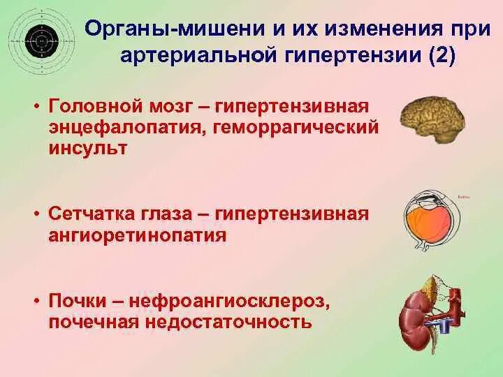 Органы мишени при артериальной. Органы-мишени при артериальной гипертензии. Гипертония органы мишени.