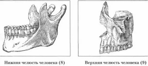 Верхняя и нижняя челюсть