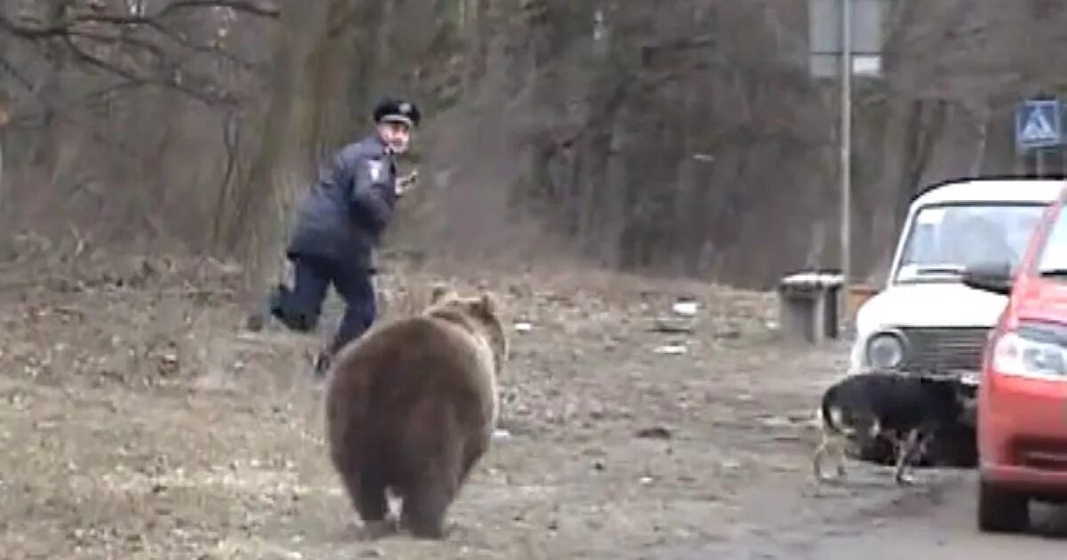 Скорость человека при беге от медведя. Медведь Гризли нападение. Медведь бежит за. Медведь нападнападает.