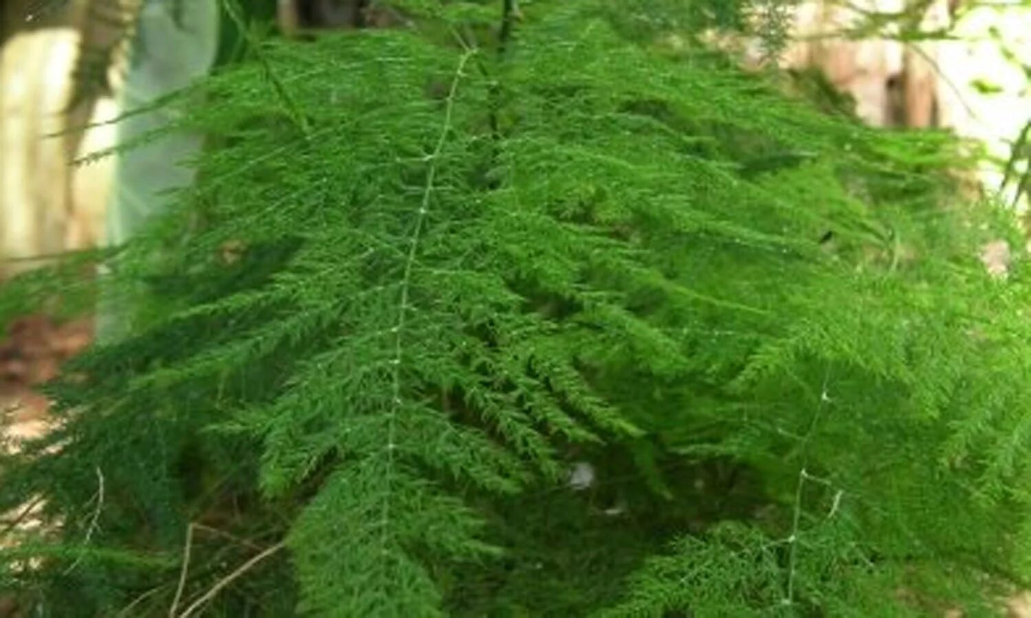 аспарагус он же спаржа. зелень аспарагус фото. аспарагус спаржа. аспарагус паутинка (перистый). аспарагус (спаржа) бэклим.