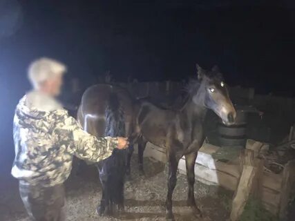 Кража лошади