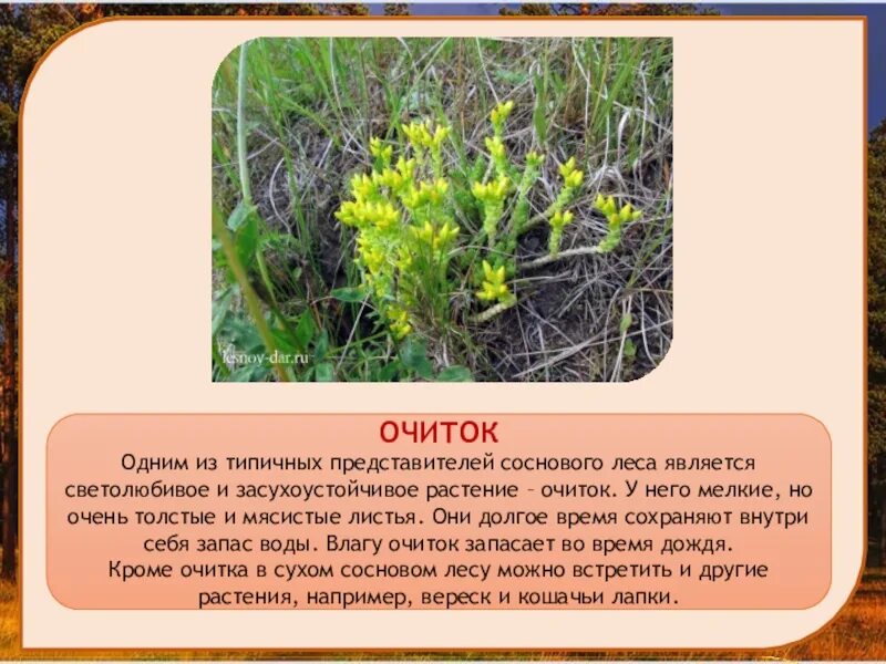 Солнце типичный представитель этого класса