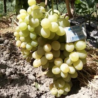Виноград великий