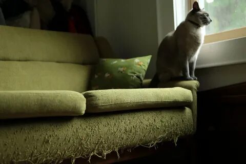 Царапал диван кот