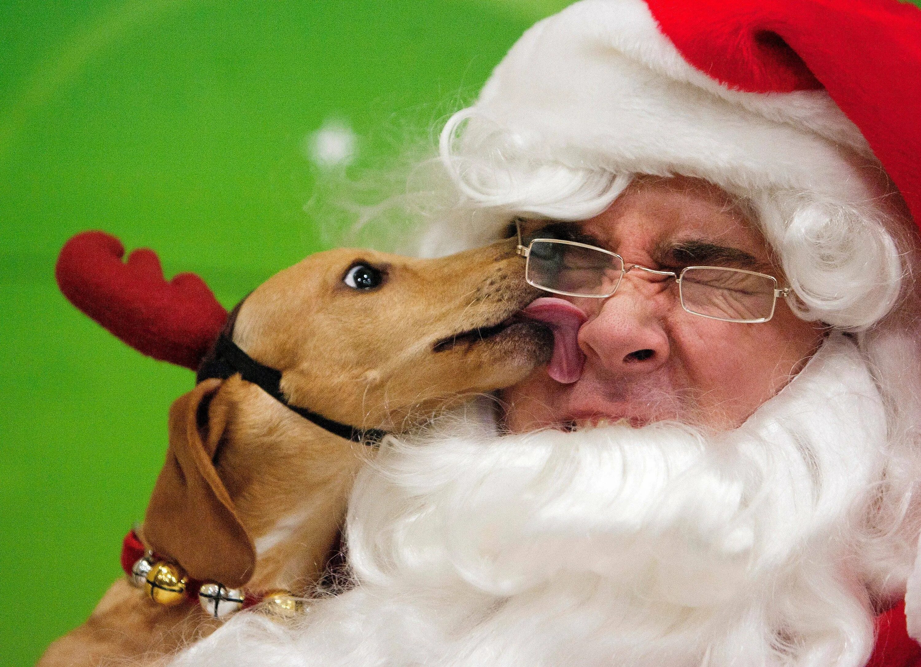 Смешные новогодние картинки. Дед Мороз. Собака новый год. Новейшие смешные фото