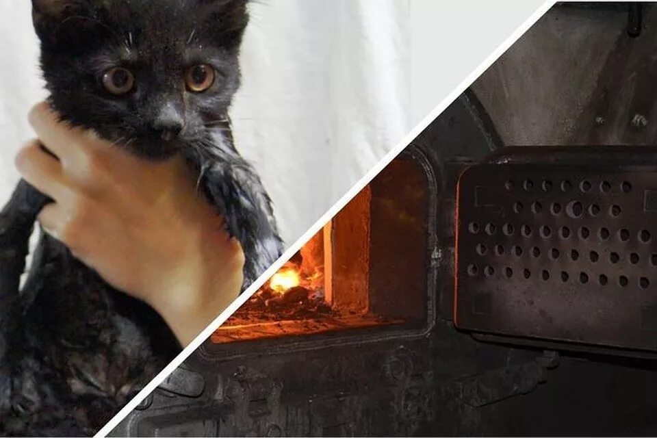 Сгоревший кот. Сгоревший кот