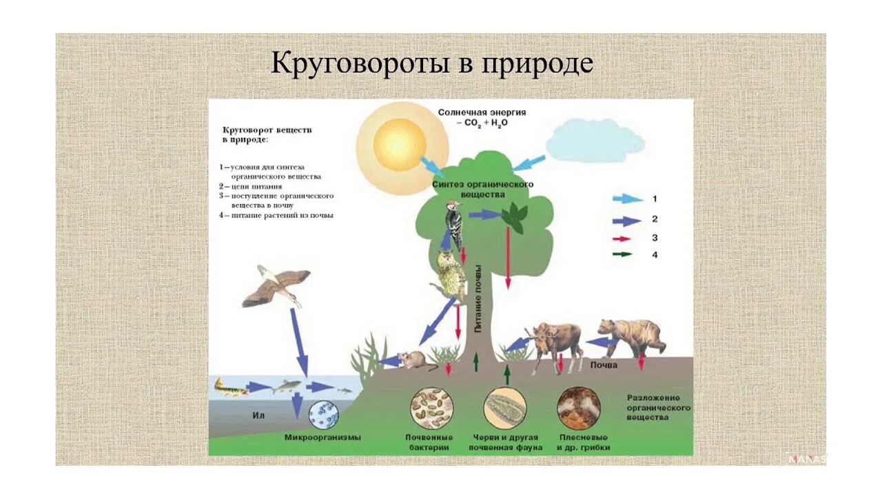 Свойства географической оболочки 6 класс география. Географическая оболочка 6 класс география. Состав географической оболочки. Географическая оболочка 6 класс природные зоны. Этап географической оболочки план таблица.