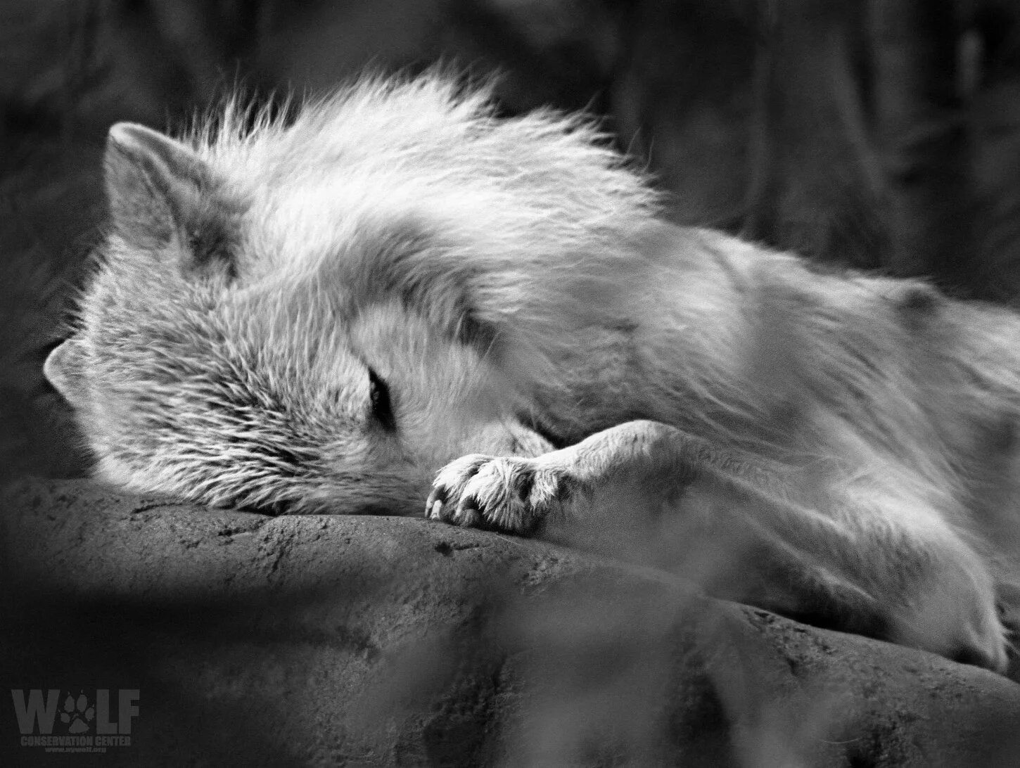 Волчица воет. Душа волка. Вою от тоски. Одинокий волк. Черный волк воет.