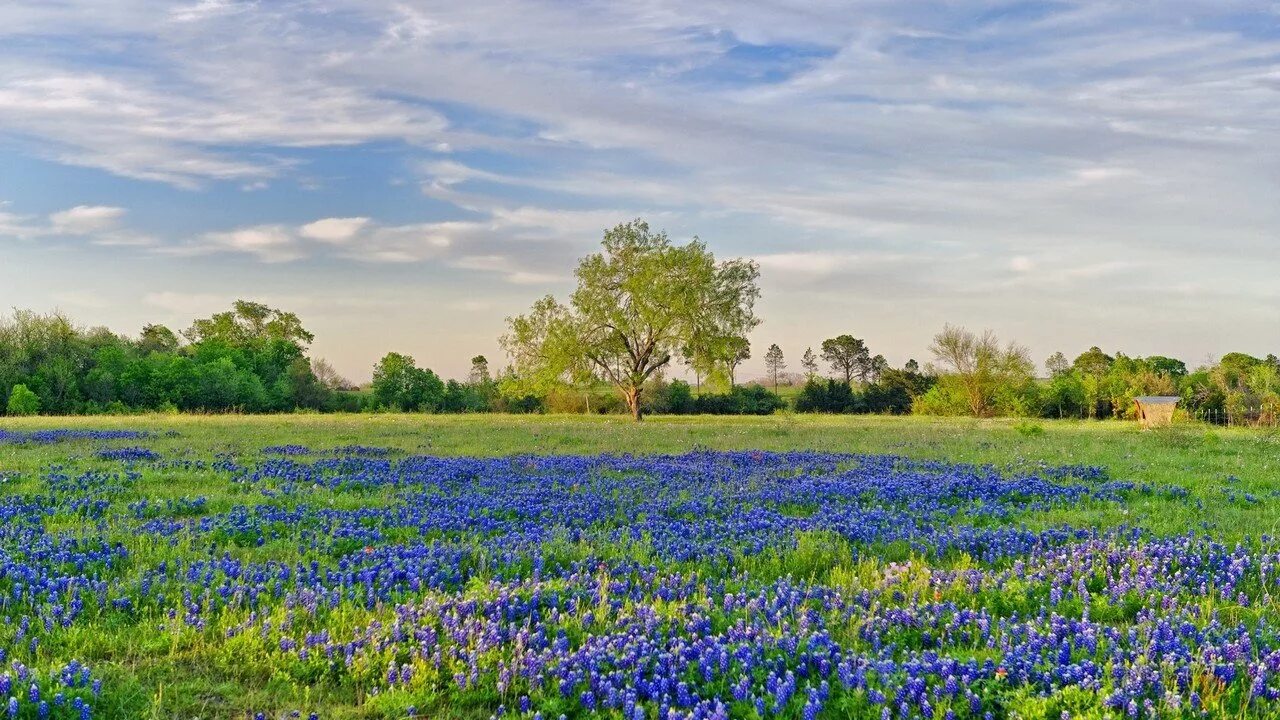 Васильковые поля ярославль. Василек синий полевой. Парк хитачи незабудки. Поляна с голубыми цветами. Синие весенние цветы.